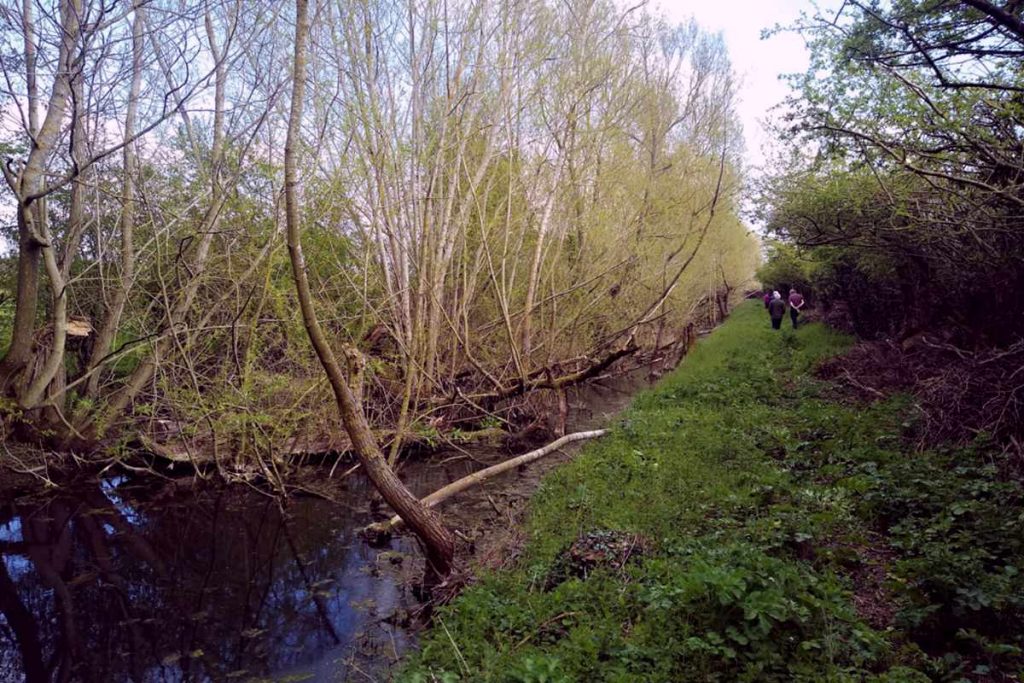 Once restored canal channel at Monkhide now overgrown and in need of further restoration